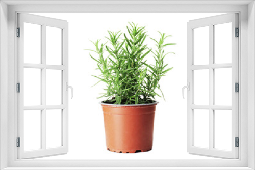 Fototapeta Naklejka Na Ścianę Okno 3D - Fresh rosemary in a pot isolated on white background