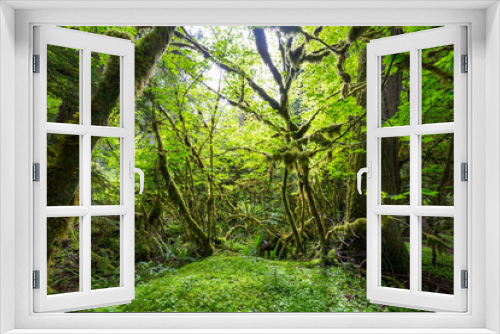 Fototapeta Naklejka Na Ścianę Okno 3D - Rain forest
