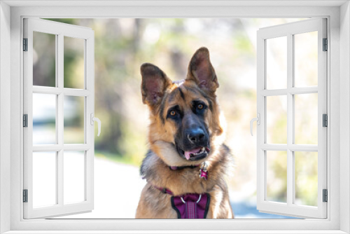 Fototapeta Naklejka Na Ścianę Okno 3D - A young female German Sheppard dog sits attentively with its long tongue hanging out, ears up, and attentively wearing a pink harness and leash. The dog has thick black and brown fur. 