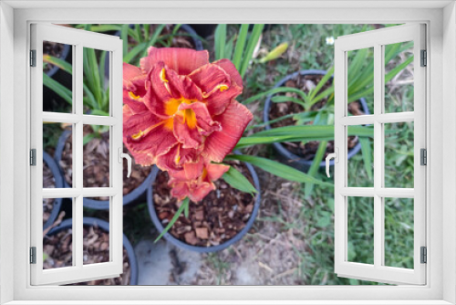 Fototapeta Naklejka Na Ścianę Okno 3D - Close up photo of Day Lilly  and blurred background