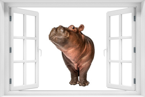 Fototapeta Naklejka Na Ścianę Okno 3D - Hippo calf, 3 months old, isolated, Hippopotamus amphibius