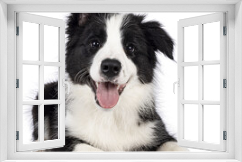 Fototapeta Naklejka Na Ścianę Okno 3D - Super adorable typical black with white Border Colie dog pup, laying down facing front. Looking towards camera with the sweetest eyes. Pink tongue out panting. Isolated on a transparent background.
