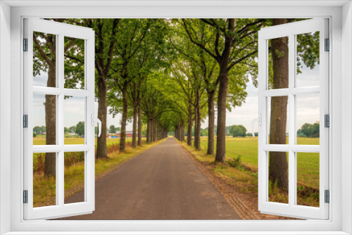 Fototapeta Naklejka Na Ścianę Okno 3D - Long row of tall trees on either side of a country road. The photo was taken on a slightly cloudy day in the summer season in the Dutch province of North Brabant.