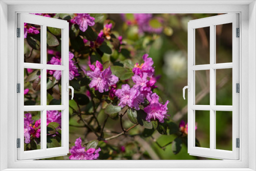 Fototapeta Naklejka Na Ścianę Okno 3D - The beginning of flowering of pink rhododendron. Spring flowers. Selective focus, blurred background. Place for text. High quality photo