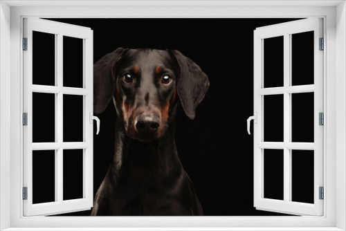 Fototapeta Naklejka Na Ścianę Okno 3D - Portrait of a Doberman on black background