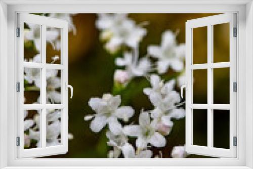 Fototapeta Naklejka Na Ścianę Okno 3D - Valeriana tripteris flower growing in meadow, close up