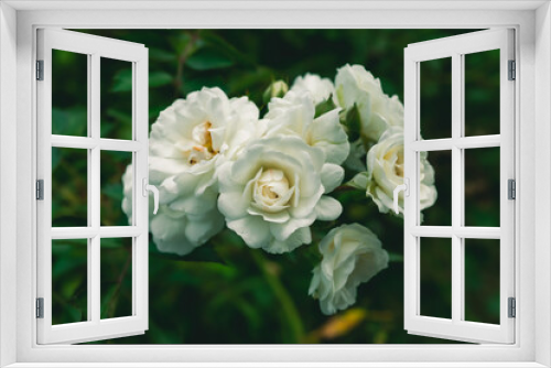 Fototapeta Naklejka Na Ścianę Okno 3D - white rose in garden