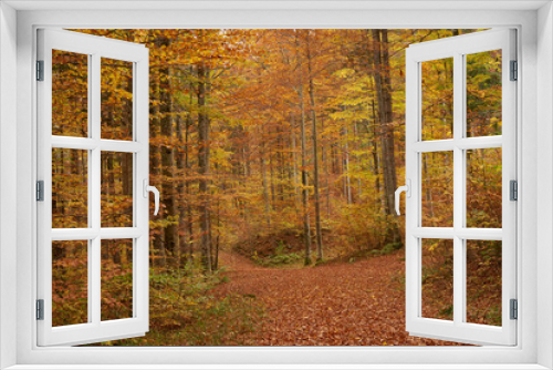 Fototapeta Naklejka Na Ścianę Okno 3D - Autumn colours in the beech woods near Fussen, Bavaria, Southern Germany.