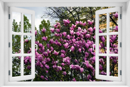 Fototapeta Naklejka Na Ścianę Okno 3D - Blooming magnolia tree in a spring garden.	
