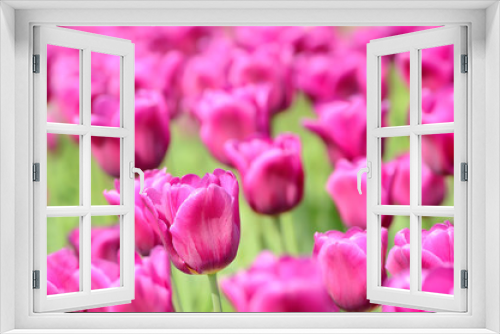 Fototapeta Naklejka Na Ścianę Okno 3D - The pink tulips field