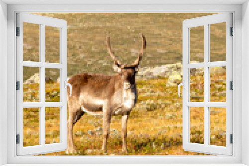 Fototapeta Naklejka Na Ścianę Okno 3D - a reindeer in norway
