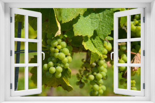 Fototapeta Naklejka Na Ścianę Okno 3D - wine grapes on the vine