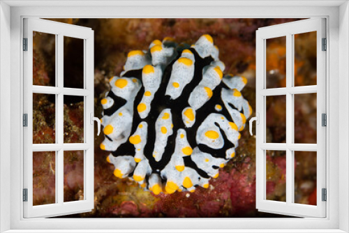 Fototapeta Naklejka Na Ścianę Okno 3D - Black nudibranch with white and yellow spots