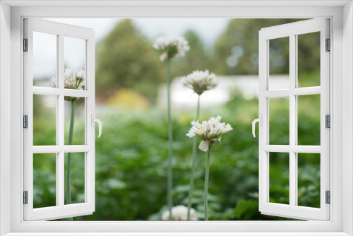 Fototapeta Naklejka Na Ścianę Okno 3D - White flowers in the summer garden