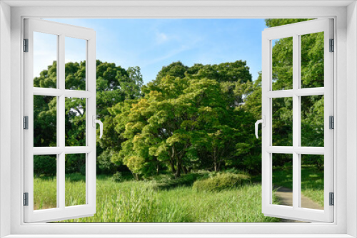 Fototapeta Naklejka Na Ścianę Okno 3D - 樹木と青空	