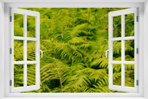 Fototapeta Naklejka Na Ścianę Okno 3D - Thickets of ferns in the summer forest