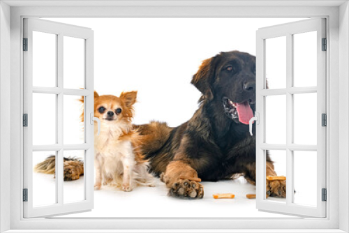 Fototapeta Naklejka Na Ścianę Okno 3D - puppy Leonberger and chihuahua in studio
