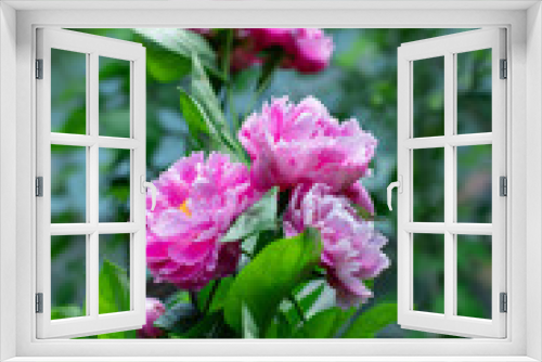 Fototapeta Naklejka Na Ścianę Okno 3D - pink peony flowers