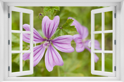 Fototapeta Naklejka Na Ścianę Okno 3D - Flowers of mauve