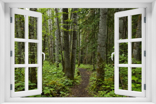 Fototapeta Naklejka Na Ścianę Okno 3D - Hiking trail to the lookout of New Hazelton in British Columbia,Canada,North America
