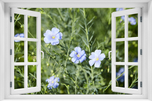 Fototapeta Naklejka Na Ścianę Okno 3D - Blue flax flower. Flax blossom