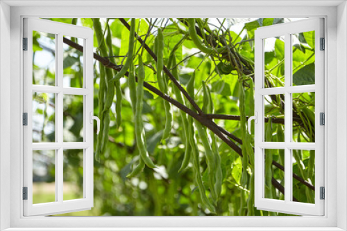 Fototapeta Naklejka Na Ścianę Okno 3D - Green bean pods. Bean plant