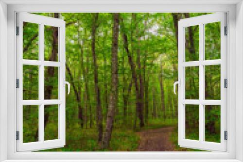 Fototapeta Naklejka Na Ścianę Okno 3D - Path in the green dense summer forest