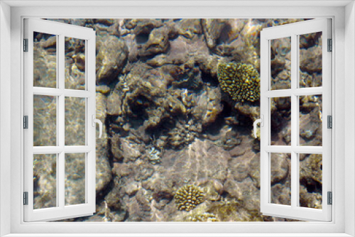 Fototapeta Naklejka Na Ścianę Okno 3D - meraviglioso fondale del mare trasparente a Sharm in Egitto