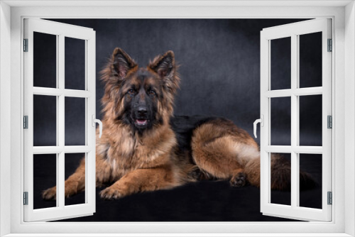 Fototapeta Naklejka Na Ścianę Okno 3D - portrait of the german shepherd long hair dog