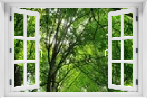 Fototapeta Naklejka Na Ścianę Okno 3D - Beautiful park in Spain. Green natural background. Green tall trees in the park. Green foliage on trees in summer. Park in Madrid. Beautiful nature.