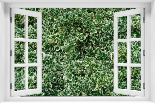Fototapeta Naklejka Na Ścianę Okno 3D - Background of Fortune Euonymus leaves. Euonymus fortunei winter creeper or spindle tree foliage, top view.