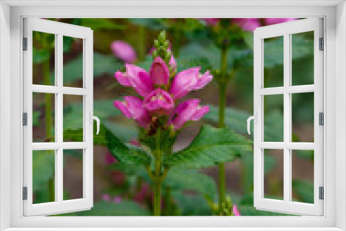 Fototapeta Naklejka Na Ścianę Okno 3D - Blooming Chelone obliqua (Rose turtlehead) in the garden