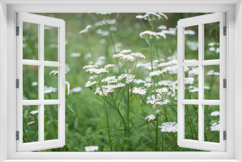 Fototapeta Naklejka Na Ścianę Okno 3D - White yarrow flowers in green grass. Achillea millefolium.