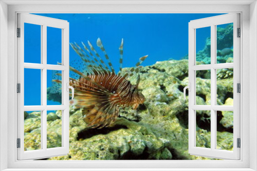 Fototapeta Naklejka Na Ścianę Okno 3D - Lion Fish in the Red Sea in clear blue water hunting for food .

