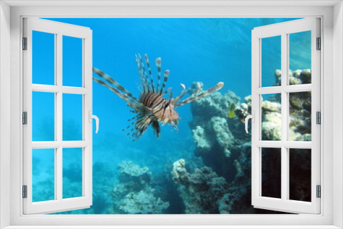 Fototapeta Naklejka Na Ścianę Okno 3D - Lion Fish in the Red Sea in clear blue water hunting for food .

