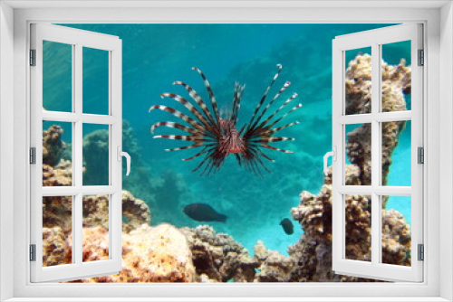 Fototapeta Naklejka Na Ścianę Okno 3D - Lion Fish in the Red Sea in clear blue water hunting for food .