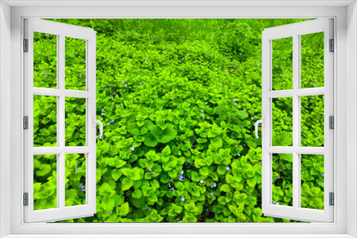 Fototapeta Naklejka Na Ścianę Okno 3D - closeup green grass background texture