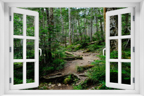 Fototapeta Naklejka Na Ścianę Okno 3D - 南アルプスの深い森。