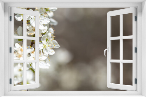 Fototapeta Naklejka Na Ścianę Okno 3D - White flowers bloom in the trees. Spring landscape with blooming sakura tree. Beautiful blooming garden on a sunny day. Copy space for text.