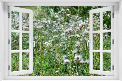 Fototapeta Naklejka Na Ścianę Okno 3D - Authentic creative landscape lilac wildflowers with white fluffy seeds