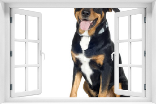Fototapeta Naklejka Na Ścianę Okno 3D - crossbreed Beagle and Rottweiler (6 years)