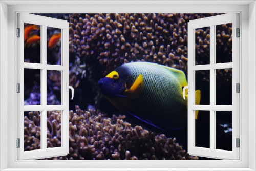Fototapeta Naklejka Na Ścianę Okno 3D - Blue angelfish in water