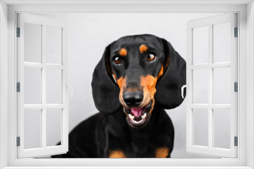 Fototapeta Naklejka Na Ścianę Okno 3D - dachshund dog beautiful portrait of a pet on a light background