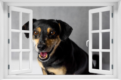 Fototapeta Naklejka Na Ścianę Okno 3D - Black crossbreed dog portrait on a white background. Close-up of amongrel dog looking at the camera, isolated on white. Happy mixed breed dog in front of a white background. 