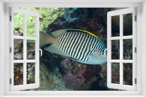 Fototapeta Naklejka Na Ścianę Okno 3D - Zebra angelfish