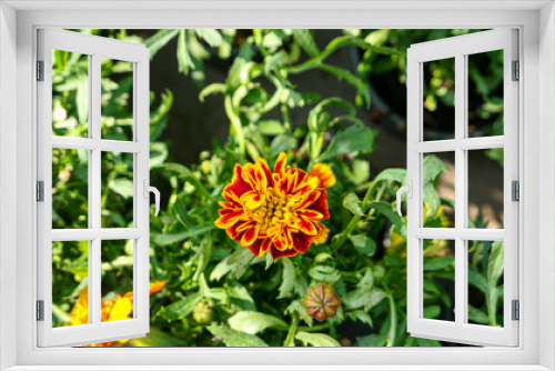 Fototapeta Naklejka Na Ścianę Okno 3D - A beautiful marigold flowers outdoors