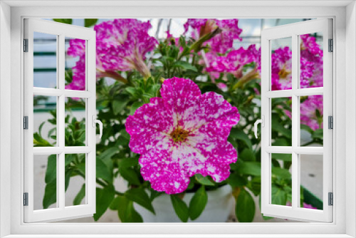 Fototapeta Naklejka Na Ścianę Okno 3D - Beautiful petunia flowers