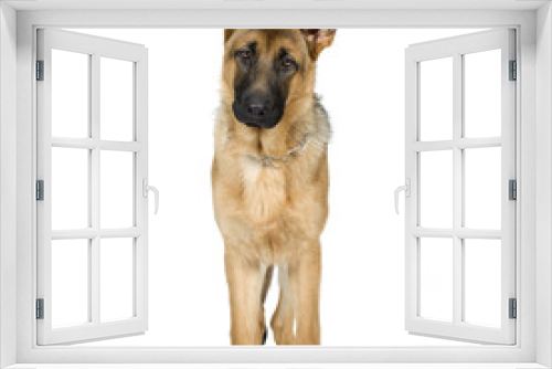 Fototapeta Naklejka Na Ścianę Okno 3D - german shepherd (7 months)/ alsatian, police dog