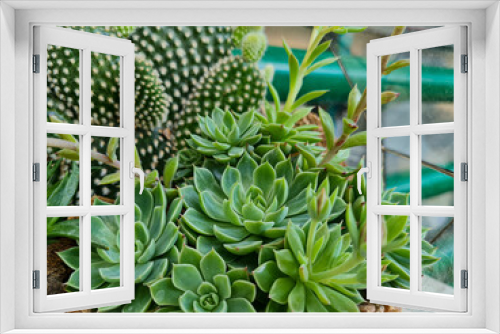 Fototapeta Naklejka Na Ścianę Okno 3D - Miniature home flowers succulents and cactus in the greenhouse Nature background
