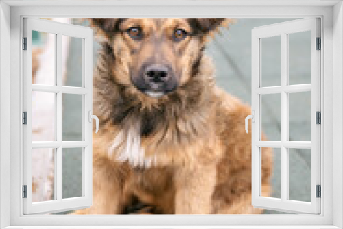 Fototapeta Naklejka Na Ścianę Okno 3D - Portrait of a cute stray dog